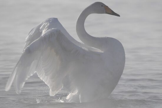 Lebediny State Nature Sanctuary