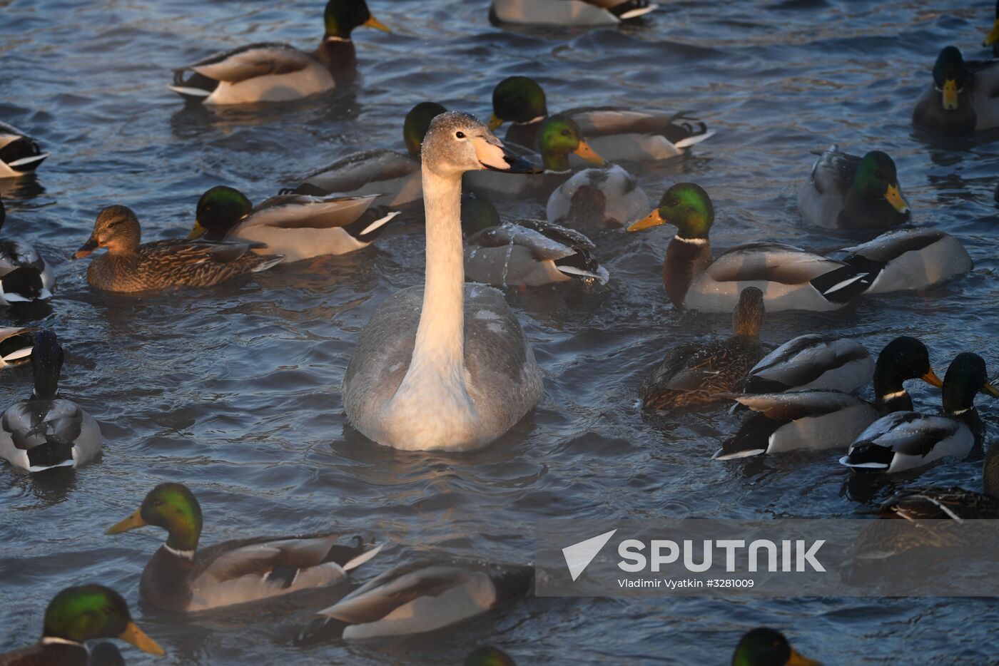 Lebediny State Nature Sanctuary