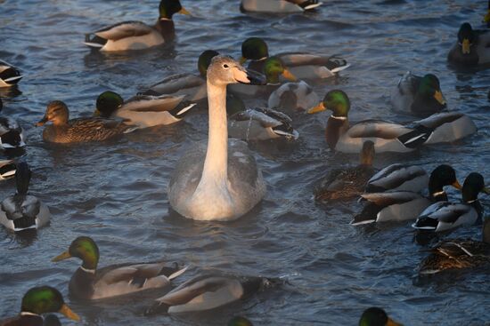 Lebediny State Nature Sanctuary