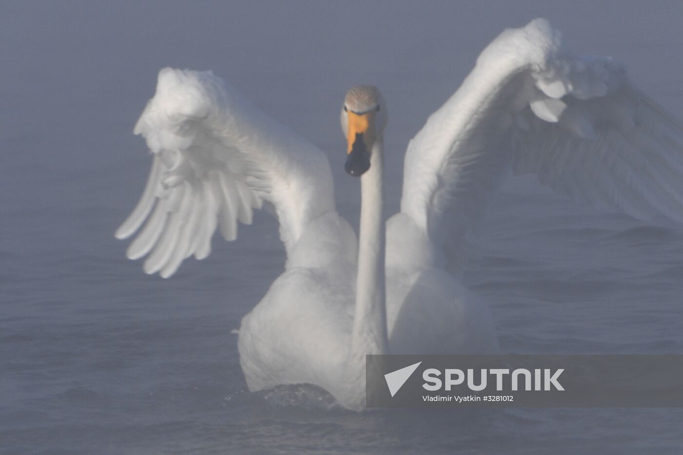 Lebediny State Nature Sanctuary