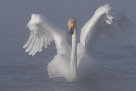 Lebediny State Nature Sanctuary