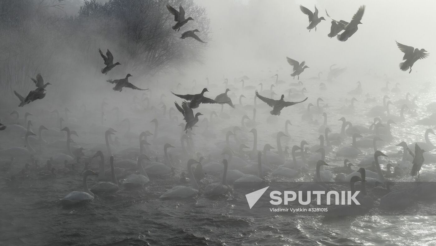 Lebediny State Nature Sanctuary