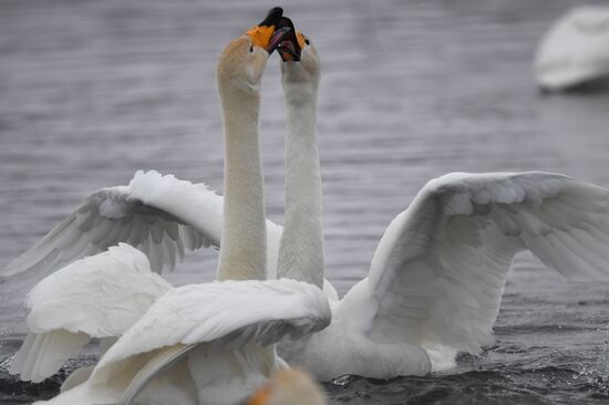 Lebediny State Nature Sanctuary