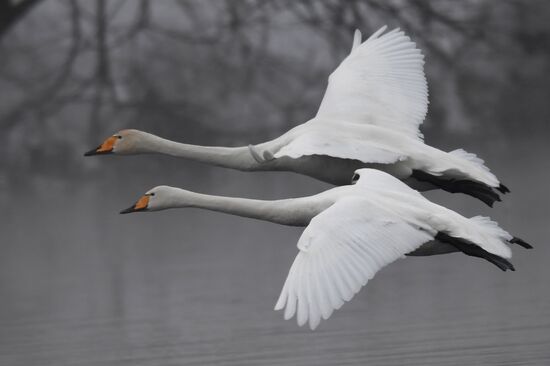 Lebediny State Nature Sanctuary