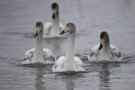 Lebediny State Nature Sanctuary