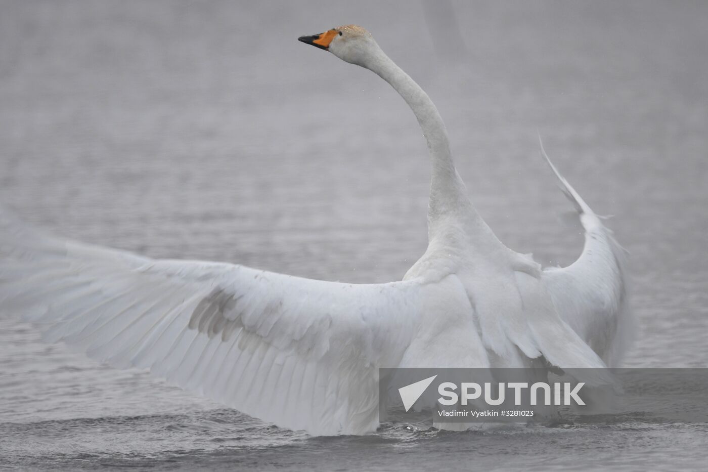 Lebediny State Nature Sanctuary