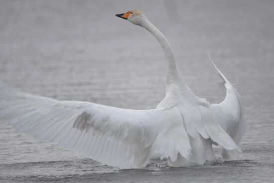Lebediny State Nature Sanctuary