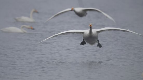 Lebediny State Nature Sanctuary