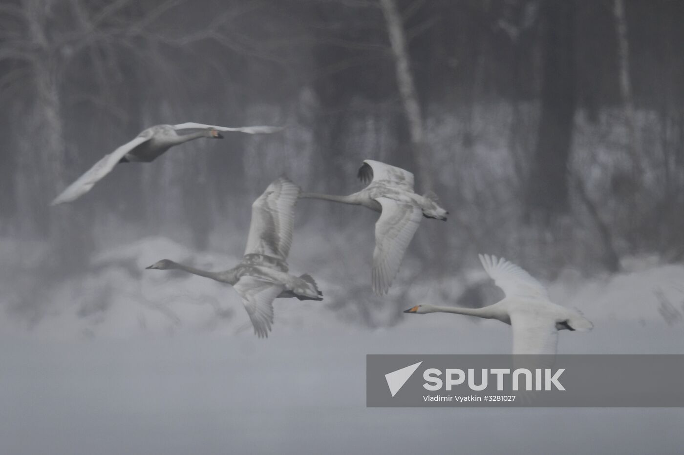 Lebediny State Nature Sanctuary