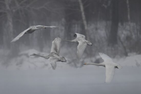 Lebediny State Nature Sanctuary