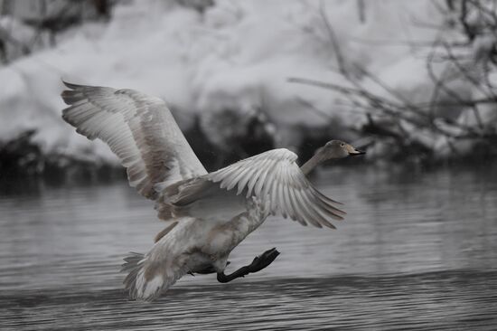 Lebediny State Nature Sanctuary