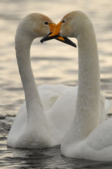 Lebediny State Nature Sanctuary