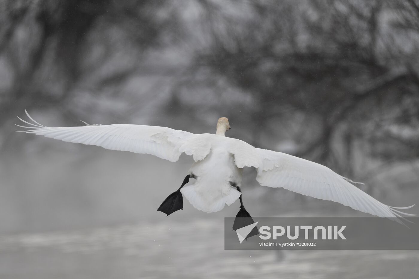 Lebediny State Nature Sanctuary