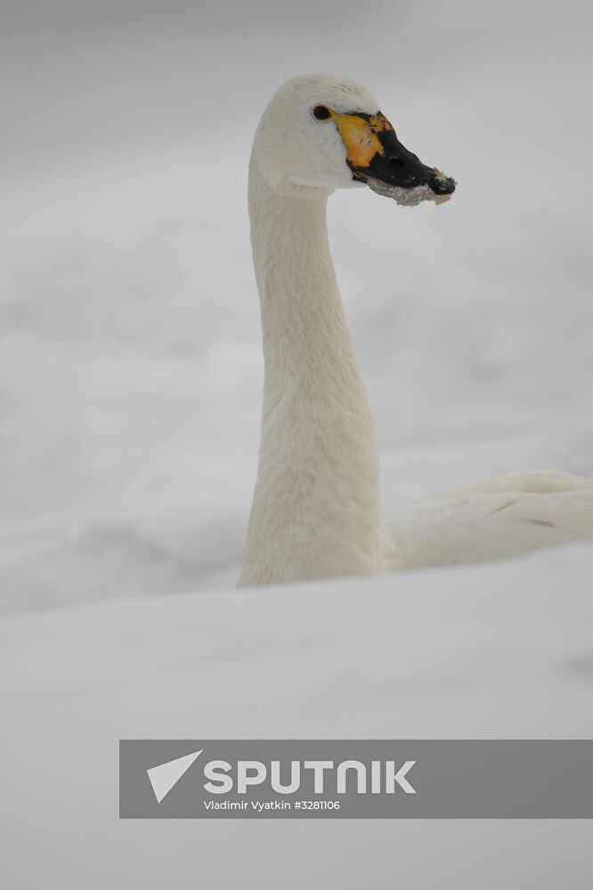 Lebediny State Nature Sanctuary
