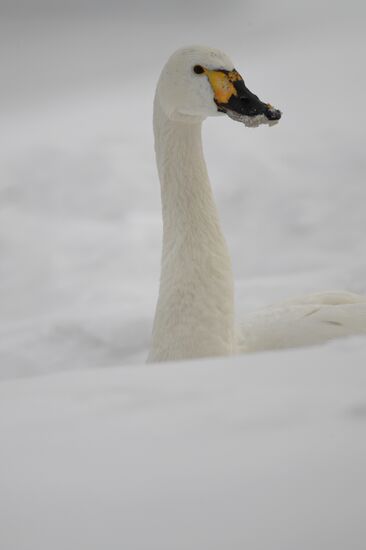 Lebediny State Nature Sanctuary