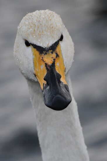 Lebediny State Nature Sanctuary