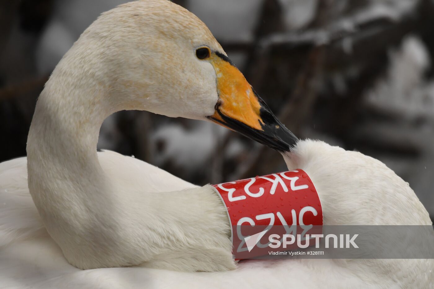 Lebediny State Nature Sanctuary