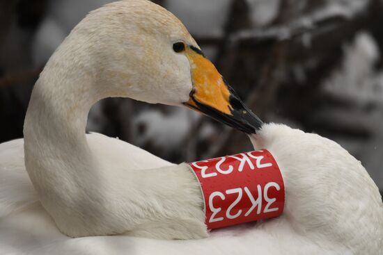 Lebediny State Nature Sanctuary