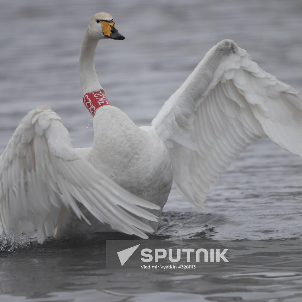 Lebediny State Nature Sanctuary