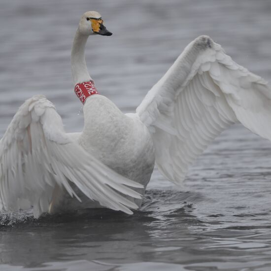 Lebediny State Nature Sanctuary
