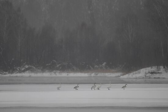 Lebediny State Nature Sanctuary