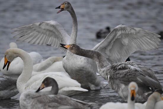 Lebediny State Nature Sanctuary