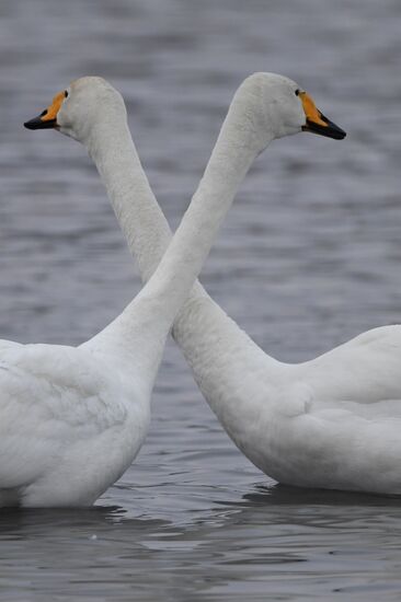 Lebediny State Nature Sanctuary
