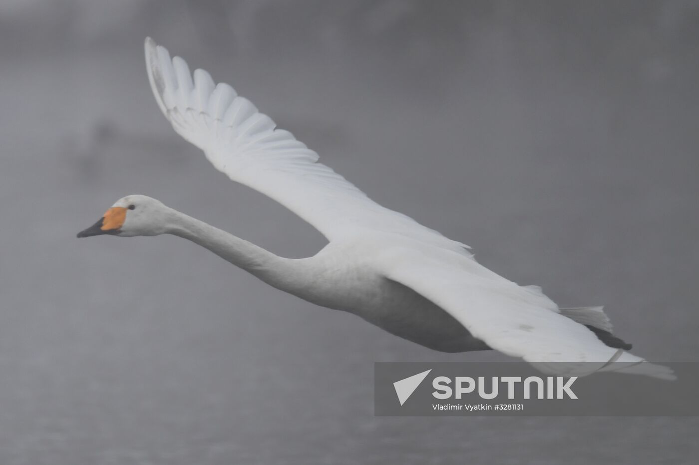 Lebediny State Nature Sanctuary