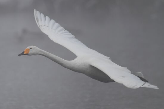 Lebediny State Nature Sanctuary