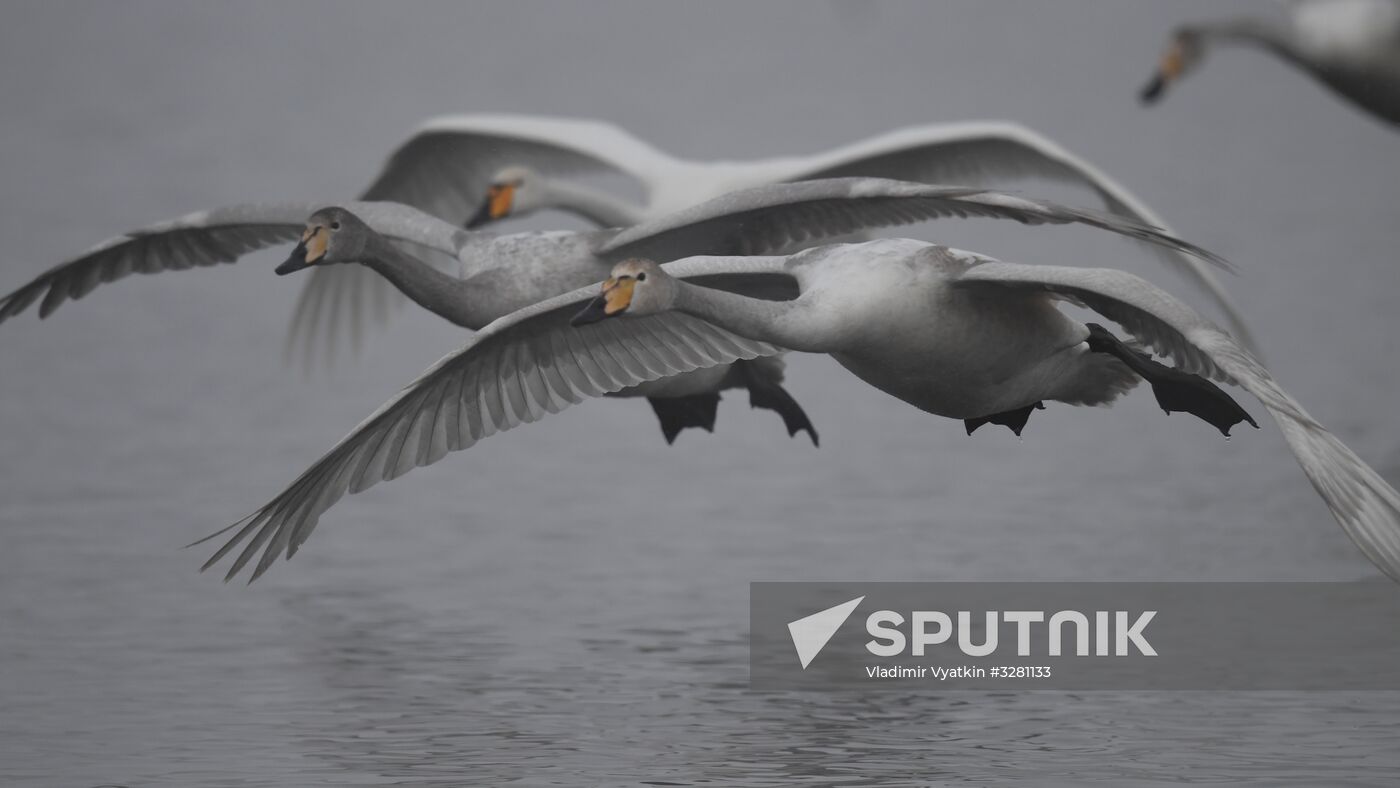 Lebediny State Nature Sanctuary
