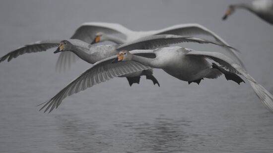 Lebediny State Nature Sanctuary