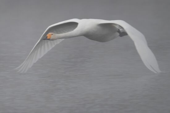 Lebediny State Nature Sanctuary