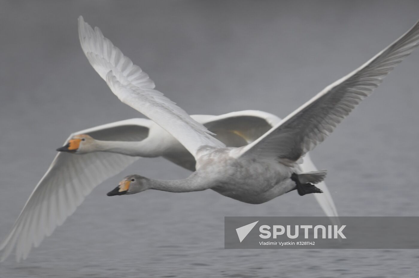 Lebediny State Nature Sanctuary