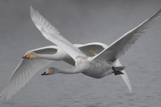Lebediny State Nature Sanctuary