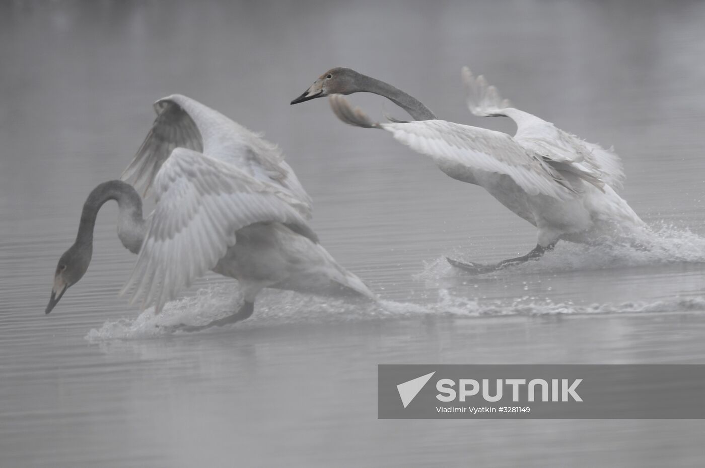 Lebediny State Nature Sanctuary