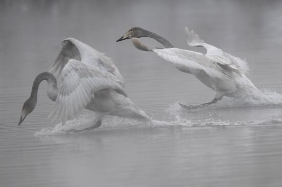 Lebediny State Nature Sanctuary