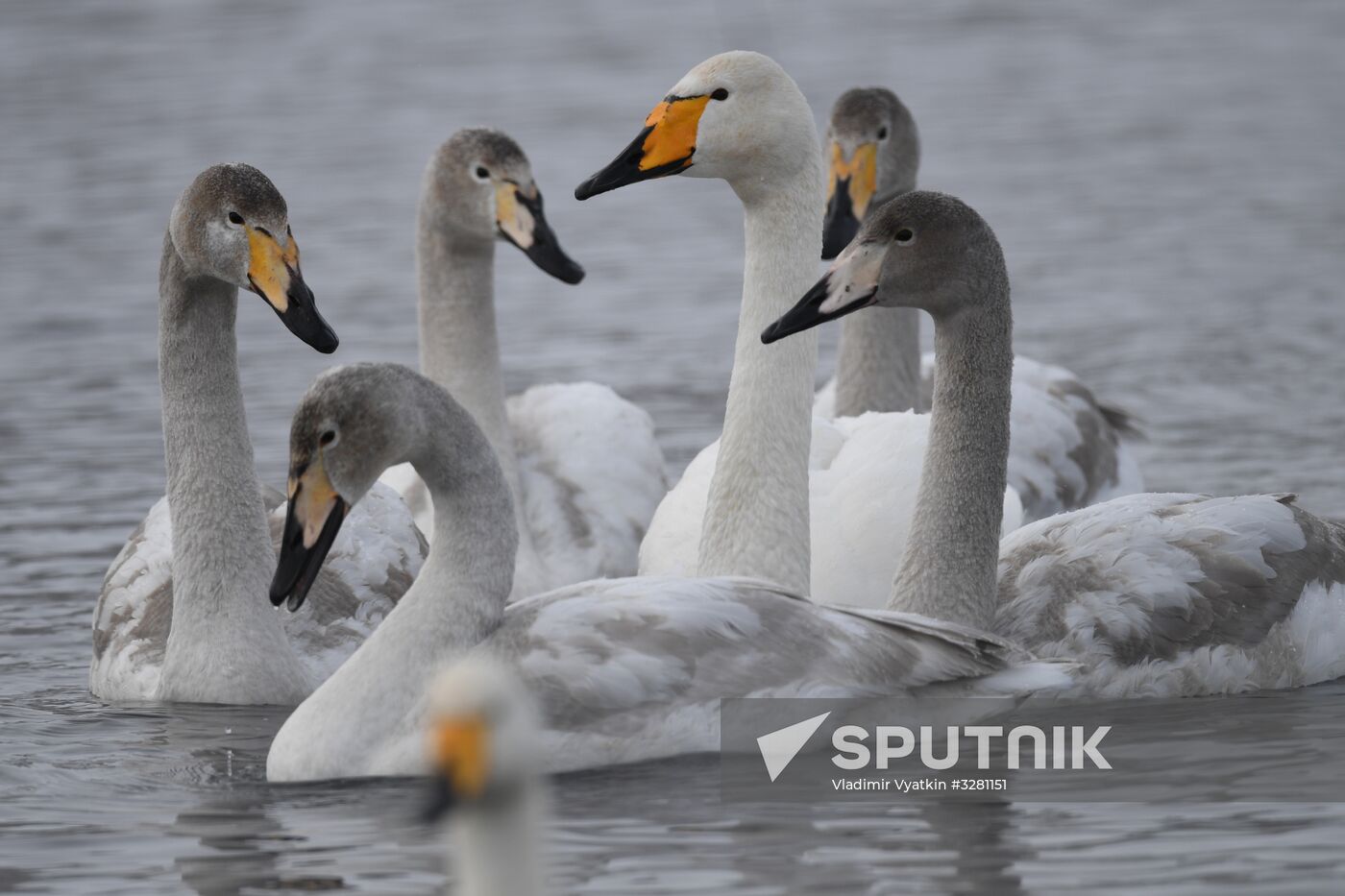 Lebediny State Nature Sanctuary