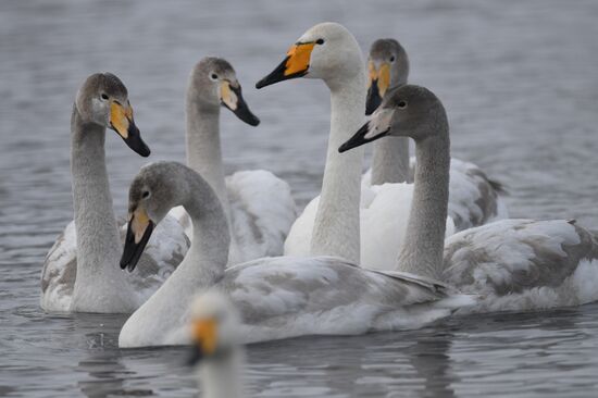 Lebediny State Nature Sanctuary