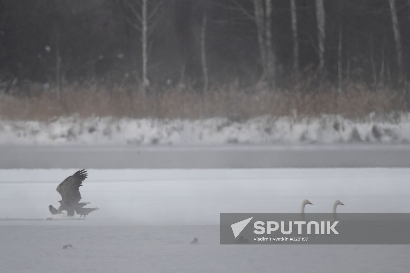 Lebediny State Nature Sanctuary