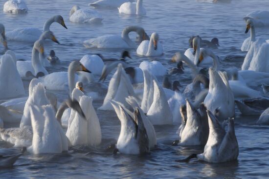 Lebediny State Nature Sanctuary