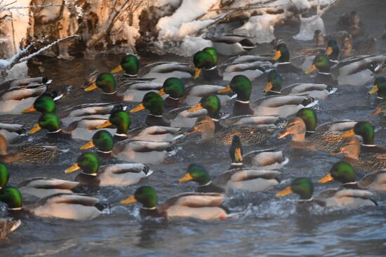 Lebediny State Nature Sanctuary