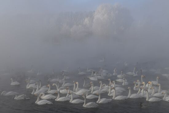 Lebediny State Nature Sanctuary