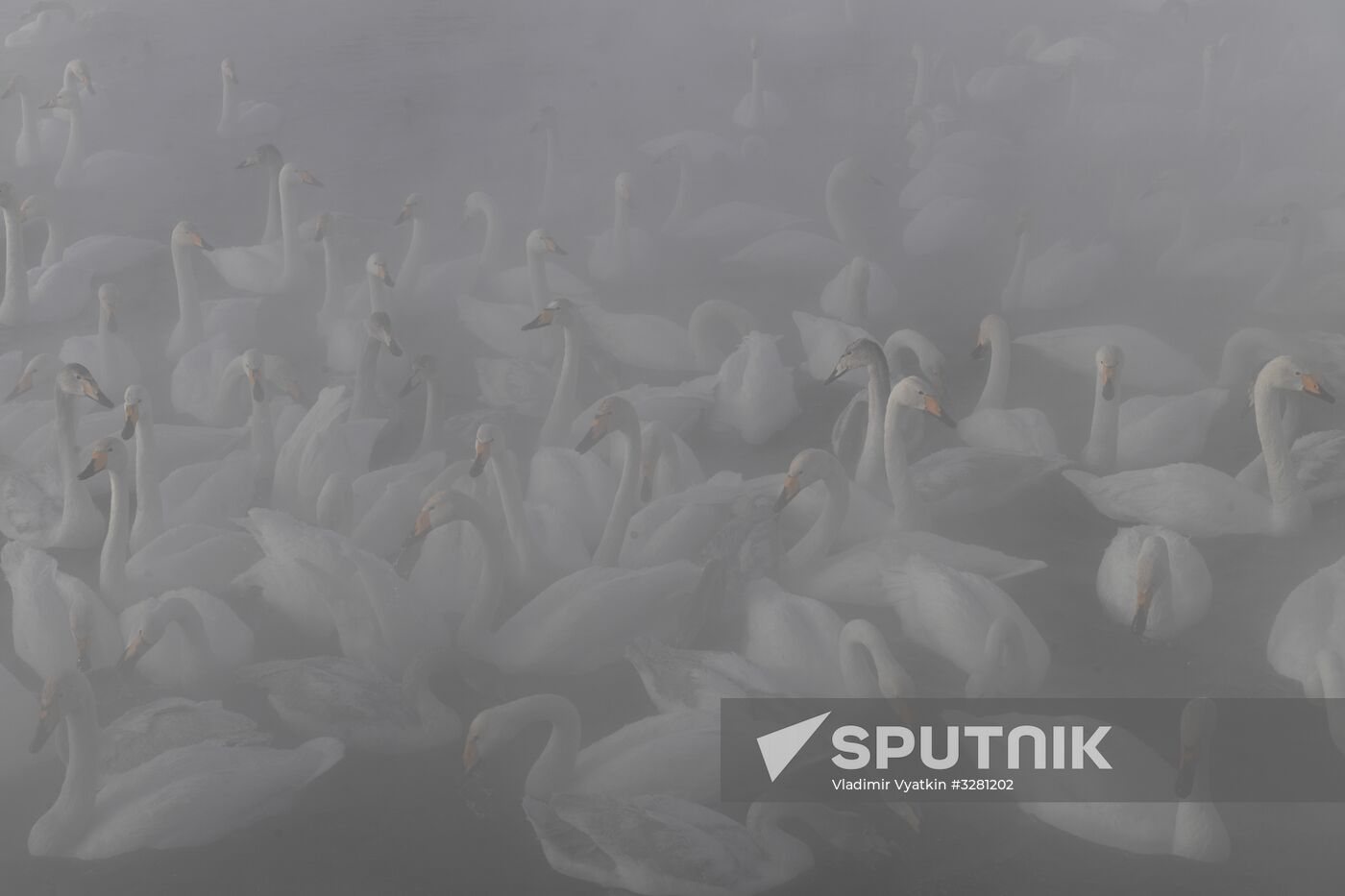 Lebediny State Nature Sanctuary