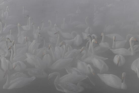 Lebediny State Nature Sanctuary