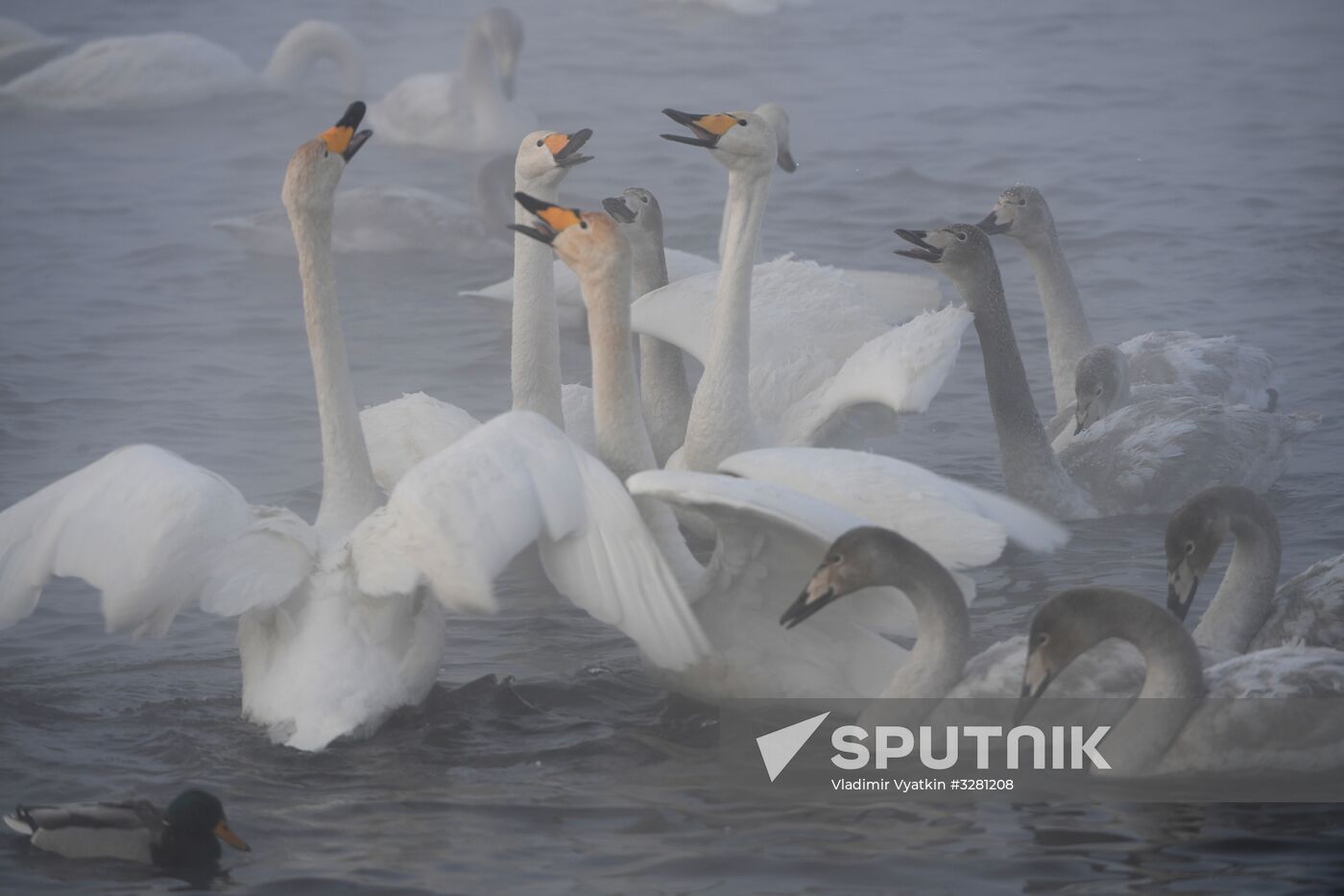Lebediny State Nature Sanctuary