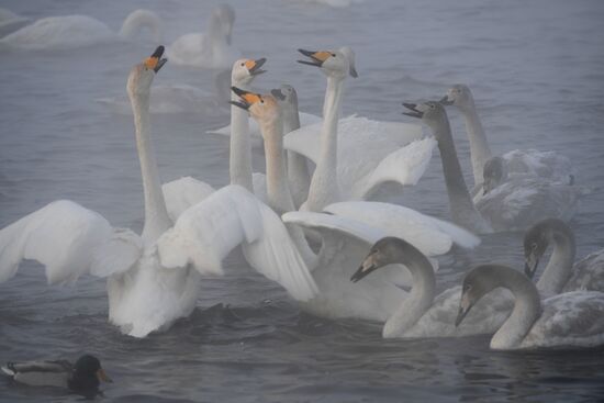 Lebediny State Nature Sanctuary