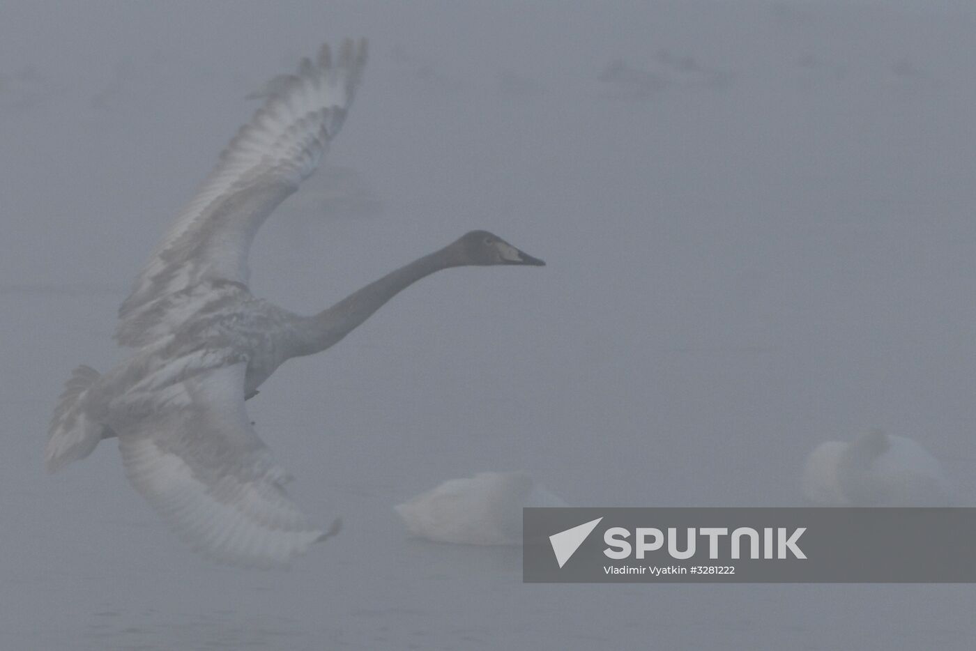 Lebediny State Nature Sanctuary