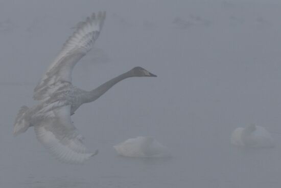 Lebediny State Nature Sanctuary