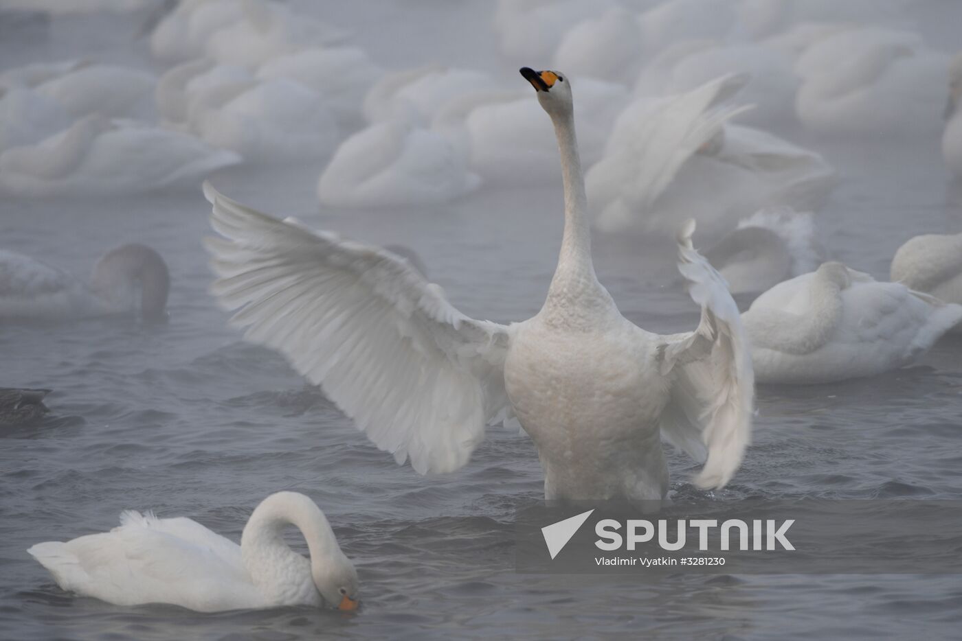 Lebediny State Nature Sanctuary