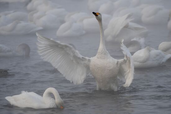 Lebediny State Nature Sanctuary